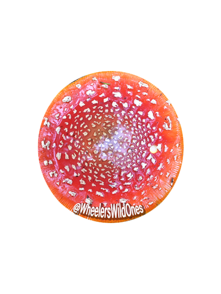 Amanita Sticker
