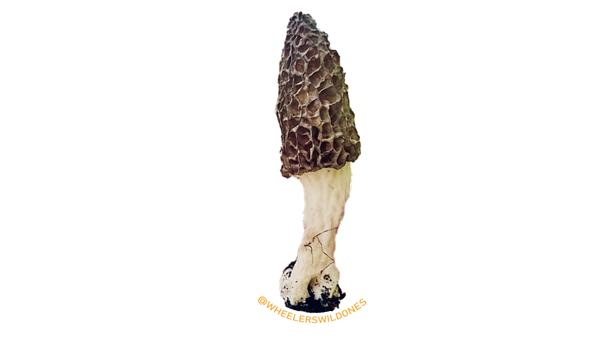 Morel Mushroom Sticker